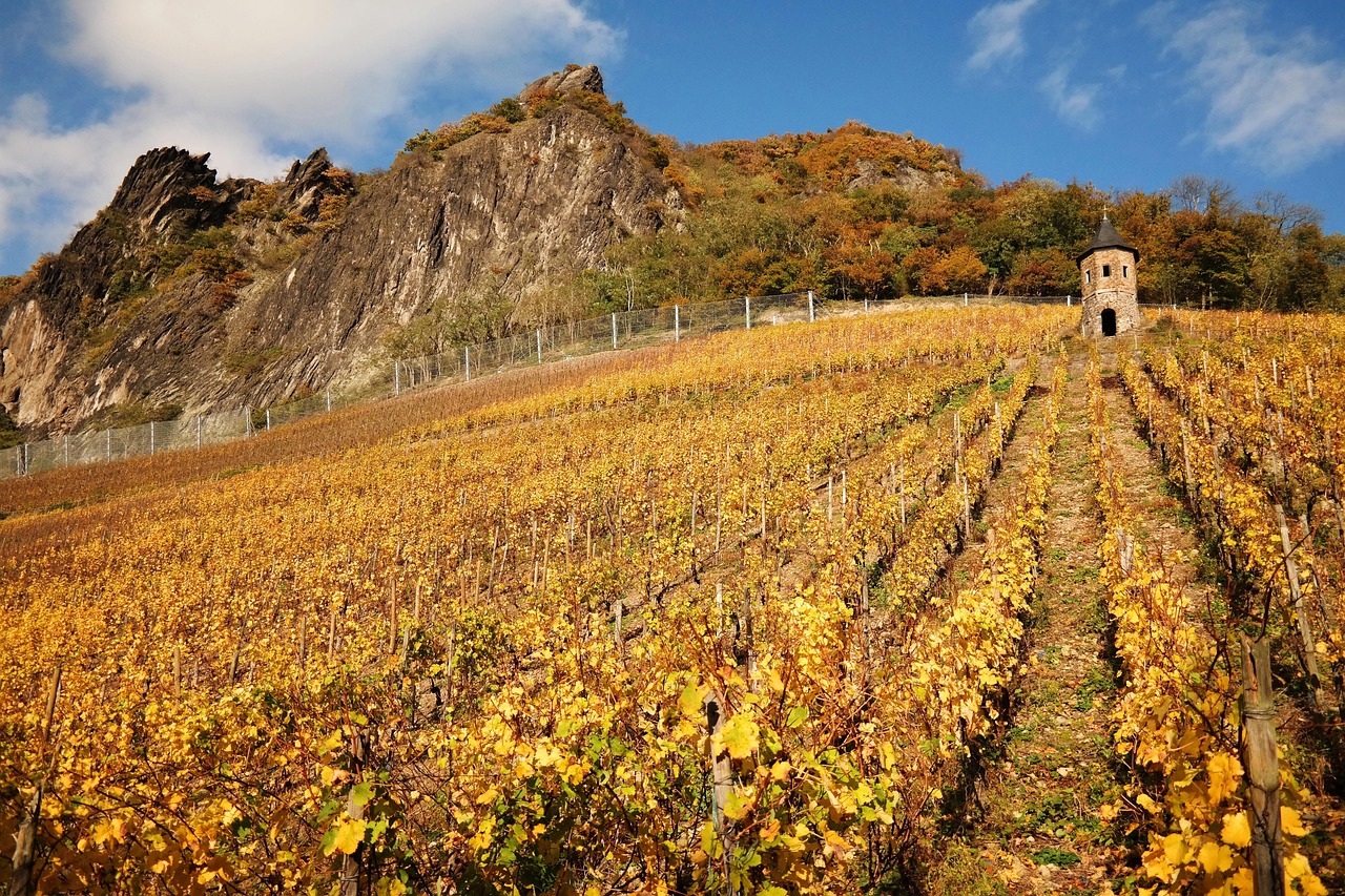 Weinberg mit gelbem Herbstlaub, der zu den Felswänden des Drachenfelses ansteigt; rechts ein kleiner runder Turm aus Bruchstein