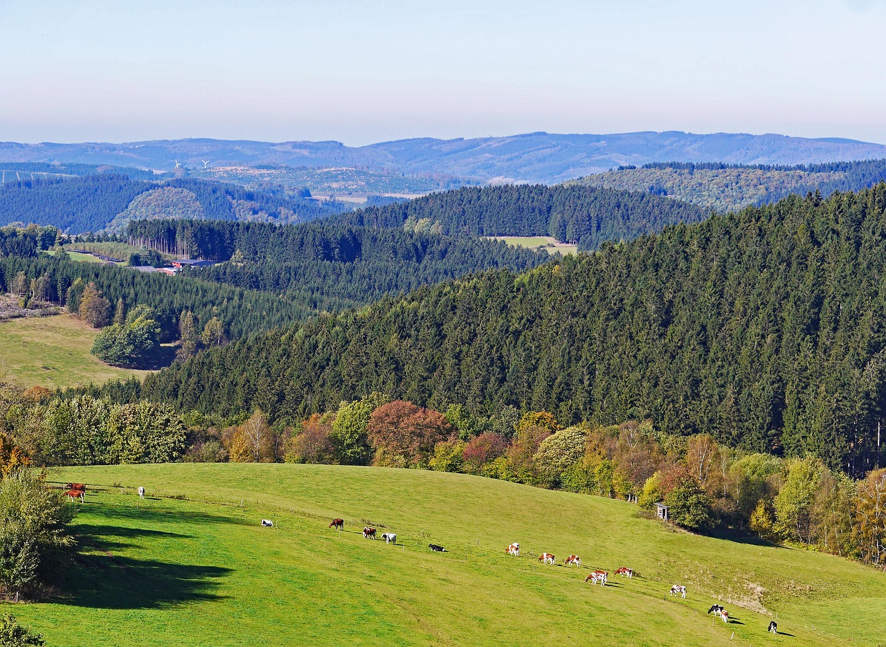 Bewaldete Hügel in Grün und Herbstfarben, im Vordergrund eine Weide mit grasenden Rindern