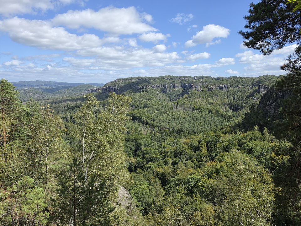 Blick vom Gratweg der Schrammsteine über weiten grünen Wald zu den Felswänden der Affensteine, am rechten Rand Kiefernzweige, darüber Sommerhimmel mit Wolken