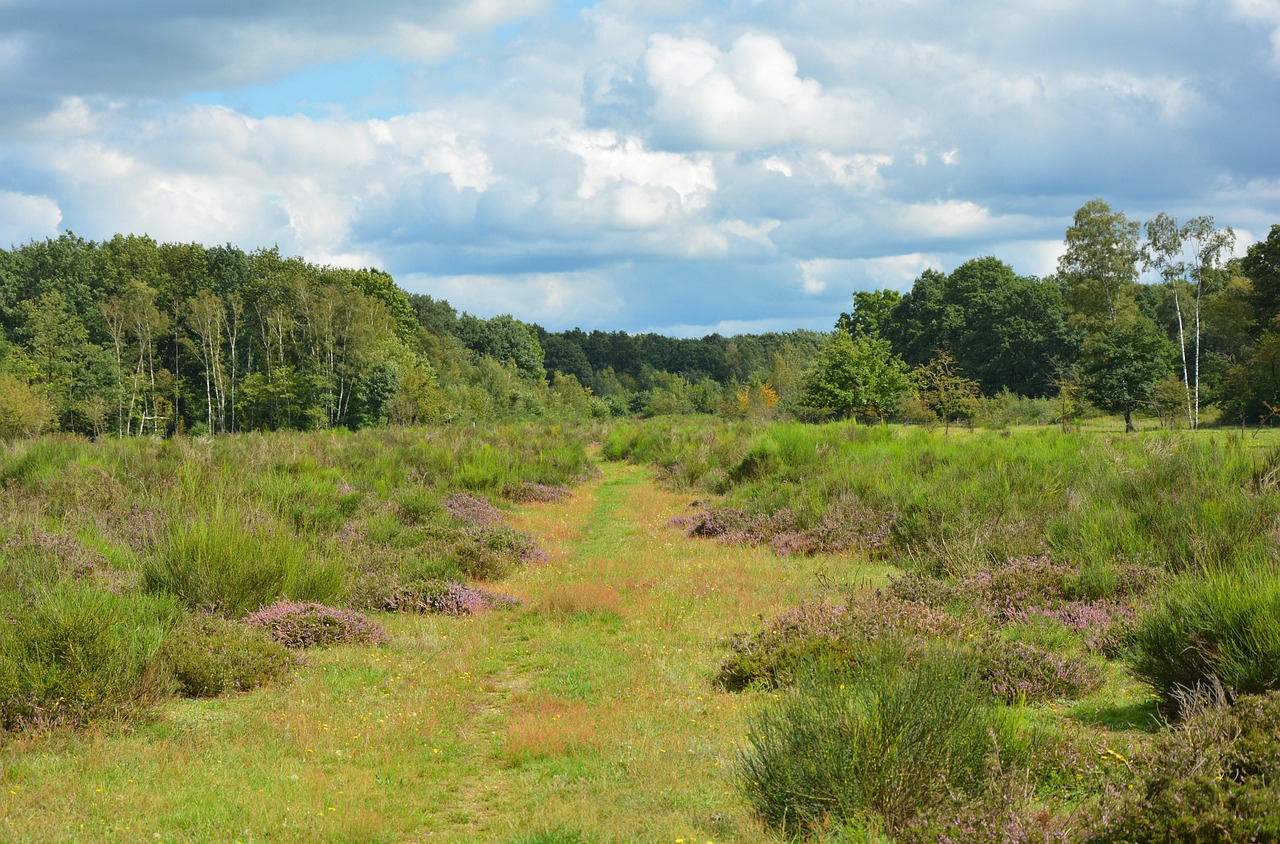 Blühende Besenheide beiderseits eines grasbewachsenen Wegs in der Wahner Heide, dahinter Birken und Mischwald