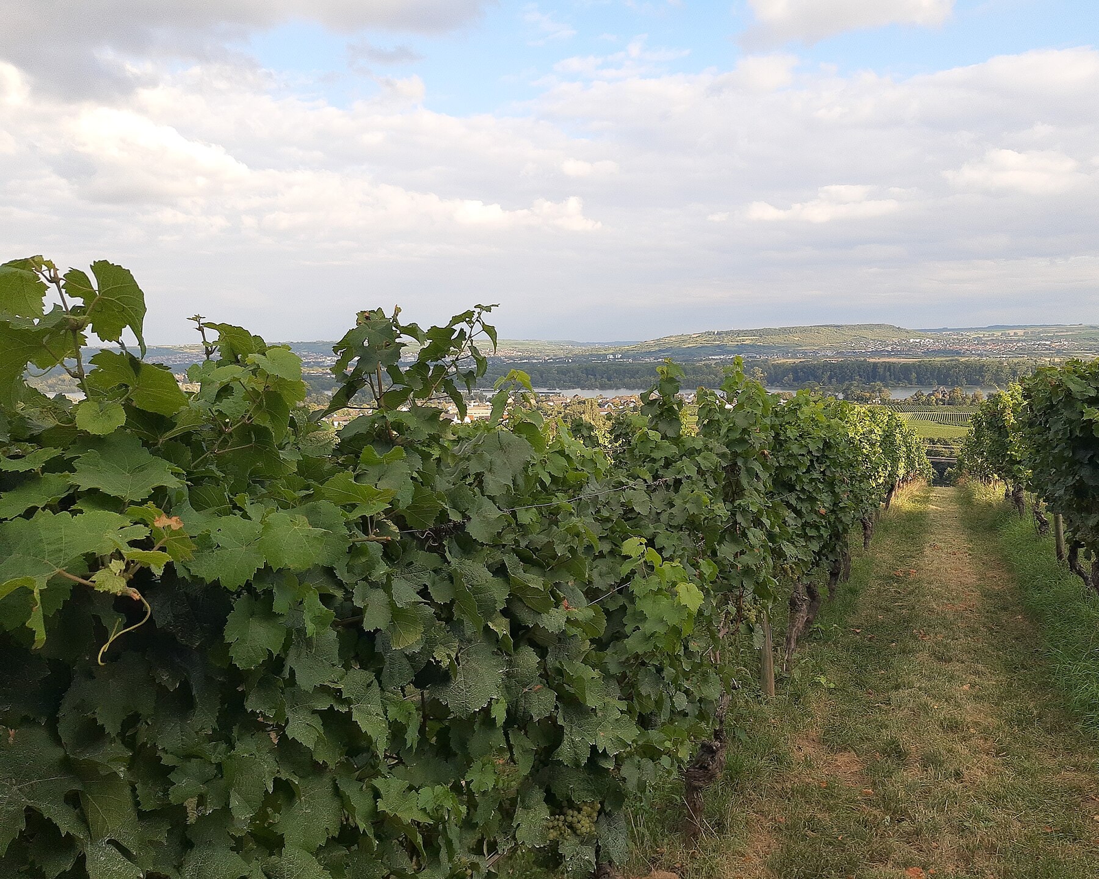 Grasweg zwischen Rebzeilen mit grünen Trauben, dahinter die Rheinebene mit dem Fluss und fernen Hügeln unter Wolken