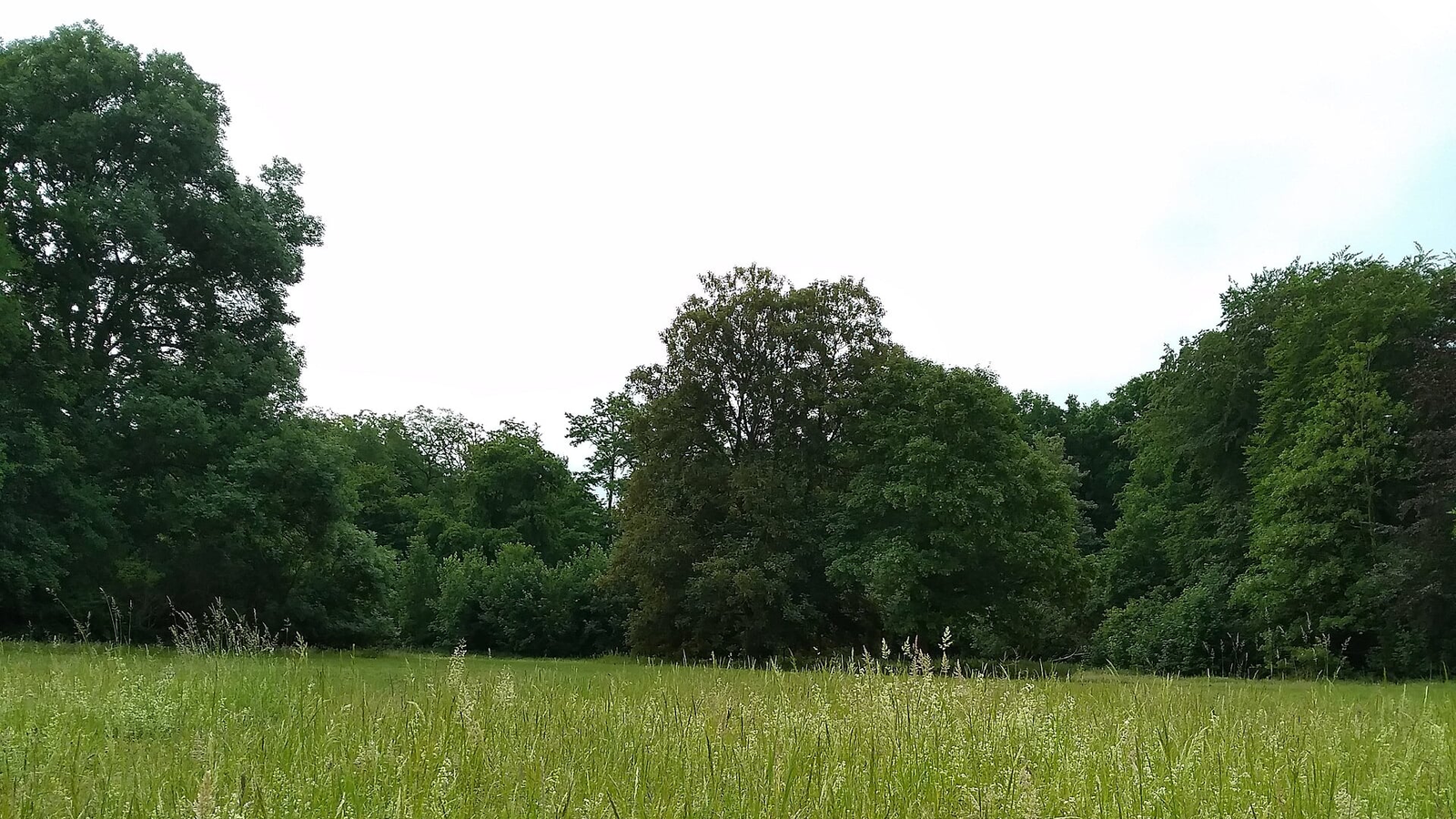 Wiese mit hohem Gras vor einer Reihe dichter Laubbäume unter bedecktem Himmel