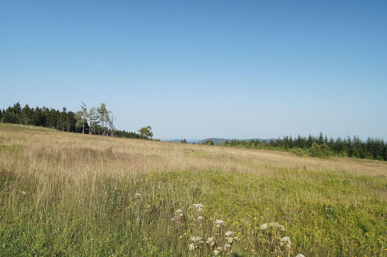 Offene Hochfläche mit langem Gras und weißen Wiesenblumen, am Rand eine Baumreihe und Fichtenwald, darüber wolkenloser blauer Himmel