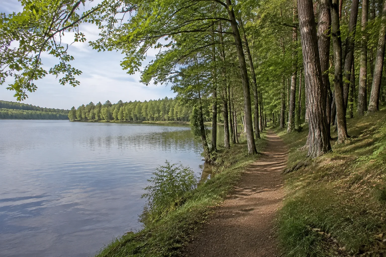 Straussee: bewaldetes Seeufer mit festem Wanderweg