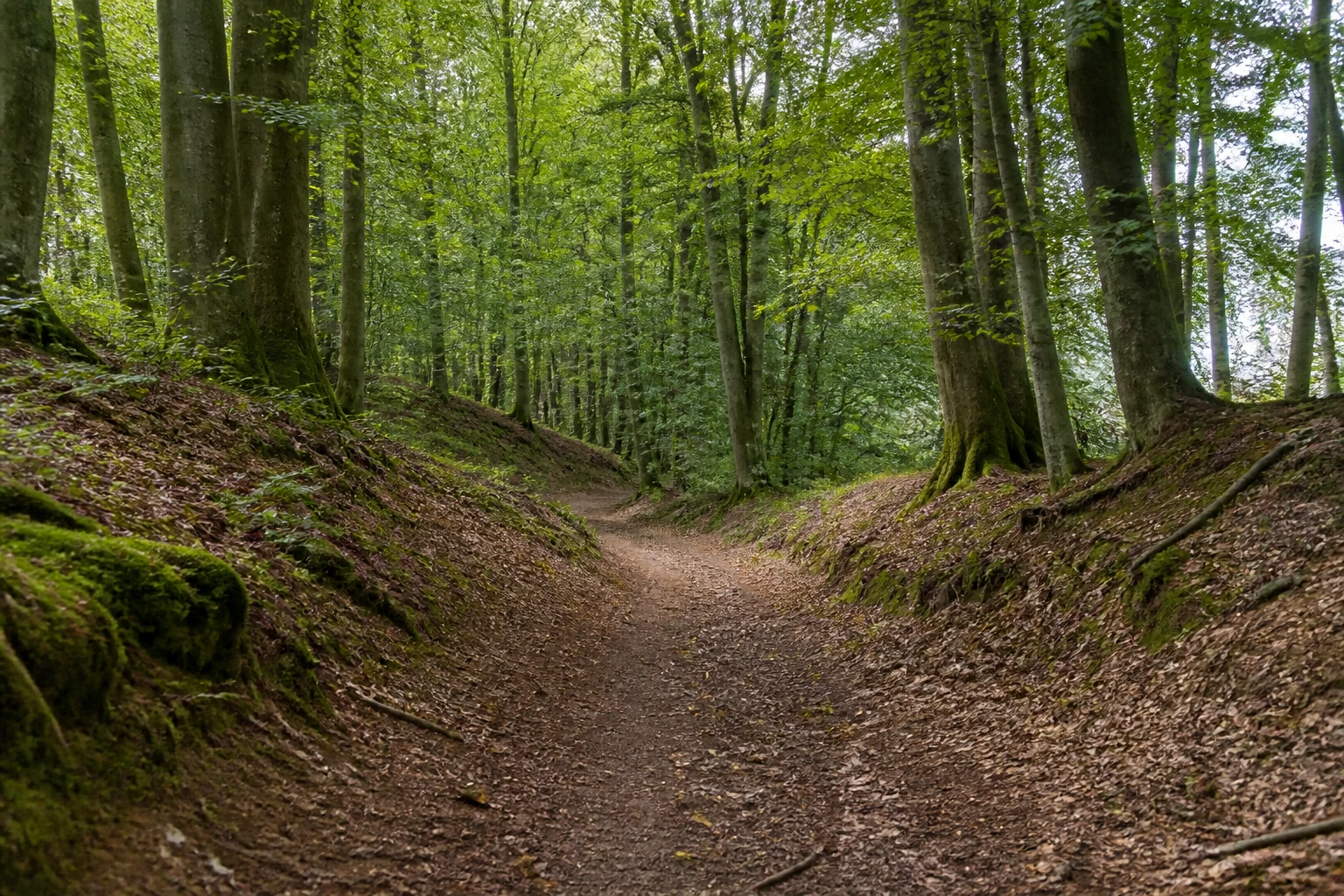 Alter Waldweg im Aachener Wald südlich von Aachen