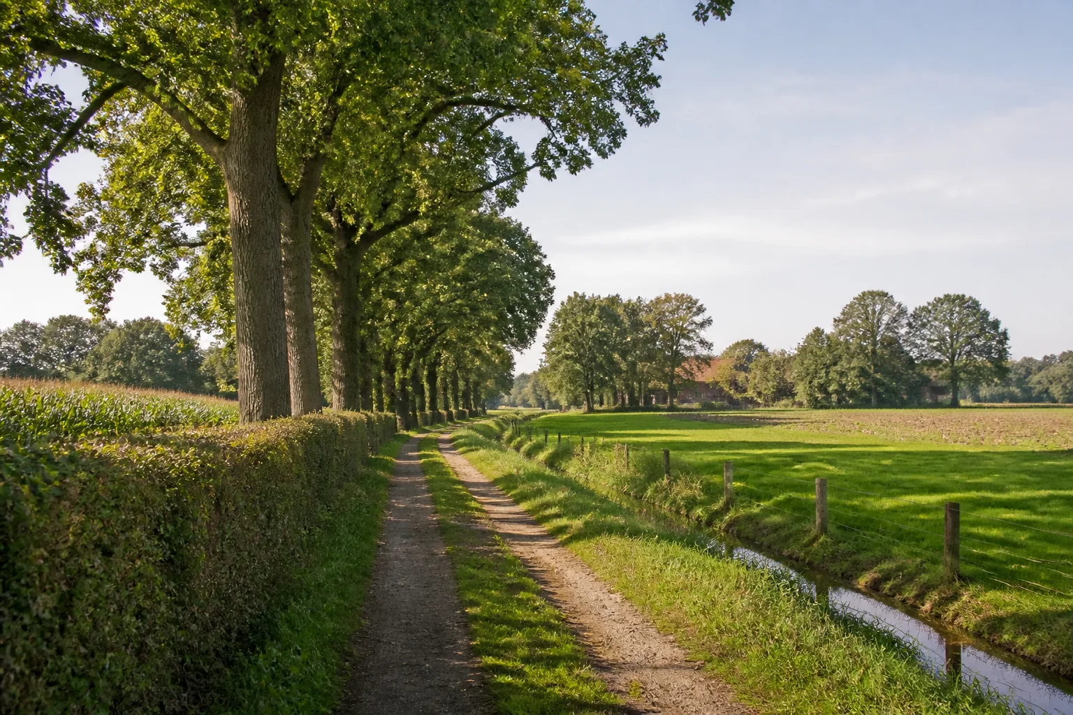 Feldweg zwischen Wallhecken bei Wessum