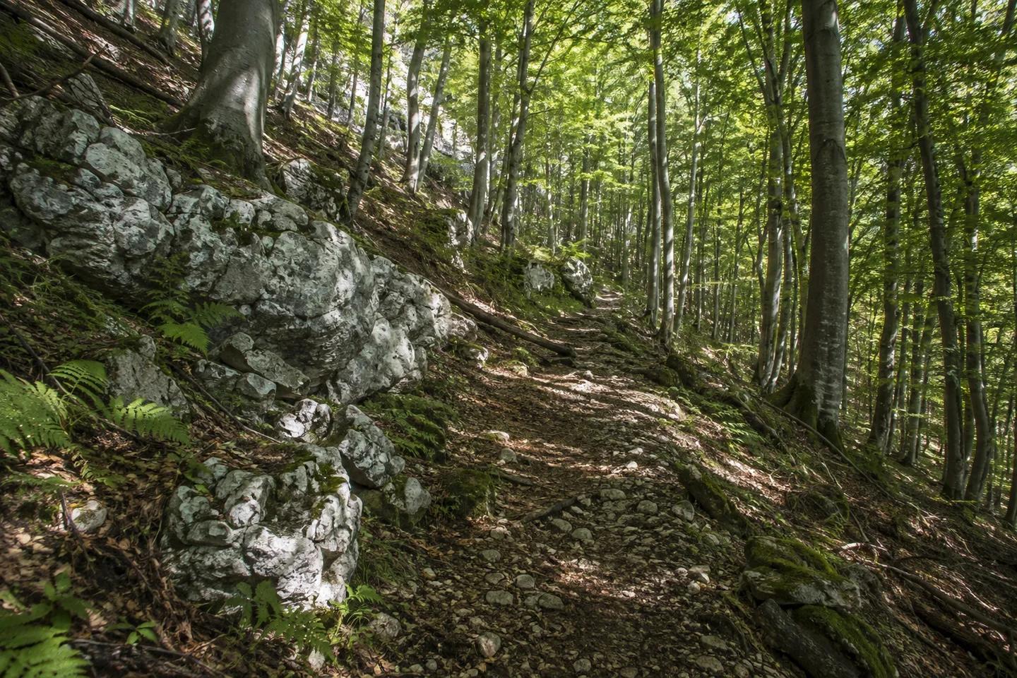 Begehbarer Waldweg unter bewaldeten Kalkhängen im Ailsbachtal bei Oberailsfeld, kleine helle Dolomitblöcke zwischen Buchen, kein Höhleneingang.