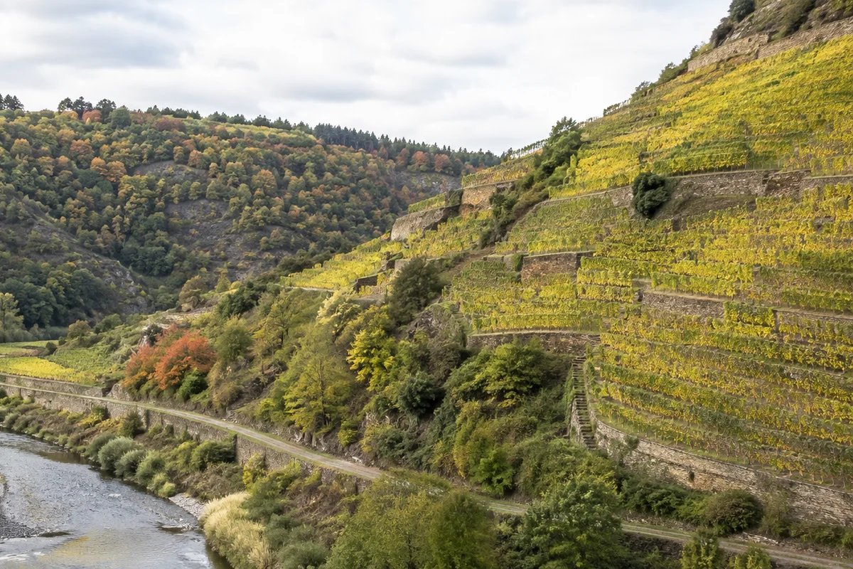 Ahrhöhen: Weinbergterrassen und Höhenwege