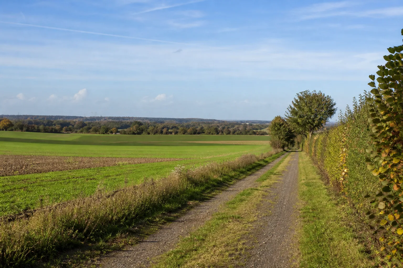 Offene Jülicher Börde bei Aldenhoven