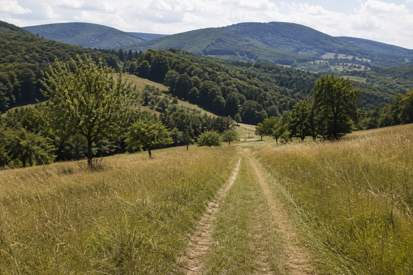 Alemannenweg: Reichelsheim Odenwald: Hügelige Wiesenlandschaft bei Reichelsheim mit schmalem Feldweg, Obstbäumen und gestaffelten bewaldeten Odenwaldkuppen.