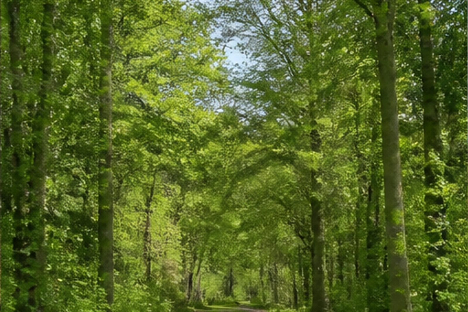 Laubwald in der Leucht bei Alpen