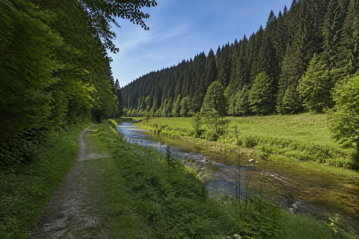 Abseits des Haupttals liegt die Kleine Kinzig zwischen Wiesenbändern und dunklen Tannenhängen.