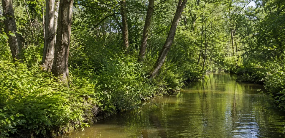 Alstertal im Sommer: Langsam fließendes braungrünes Wasser mit Spiegelungen, üppiges niedriges Ufergrün unter alten Bäumen