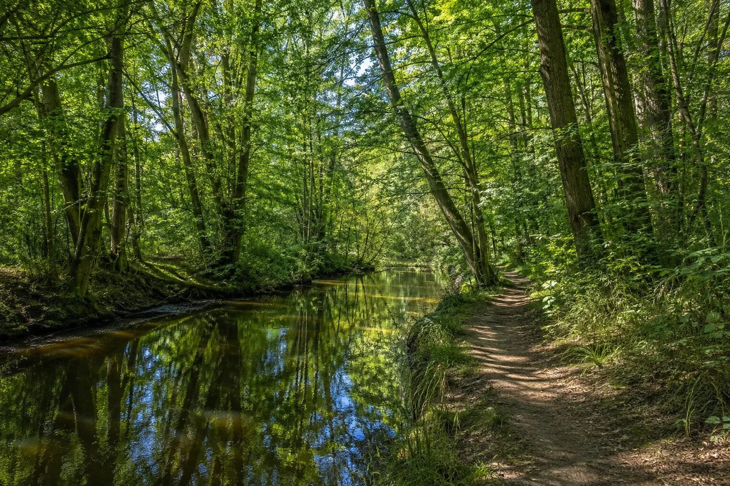 Alsterwanderweg: Ohlsdorf – Alsterbrücke: Alster bei Wellingsbüttel: Kleiner gewundener Fluss zwischen hohen Buchen und Erlen, unbefestigter Uferweg, keine Skyline