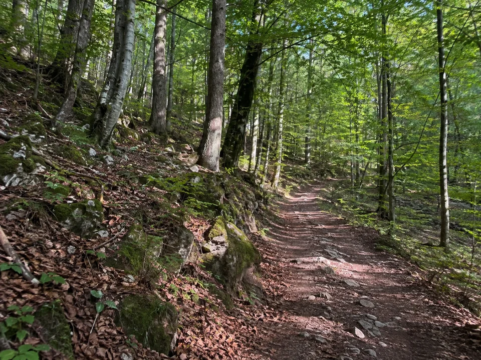Buchenwald bei Hagenhausen: Hügeliger Buchenmischwald bei Hagenhausen mit erdigem Waldweg, kleinen Kalksteinen und gefiltertem Tageslicht.