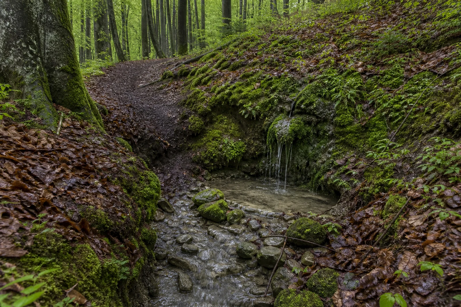 Quellpfad im Driburger Grund