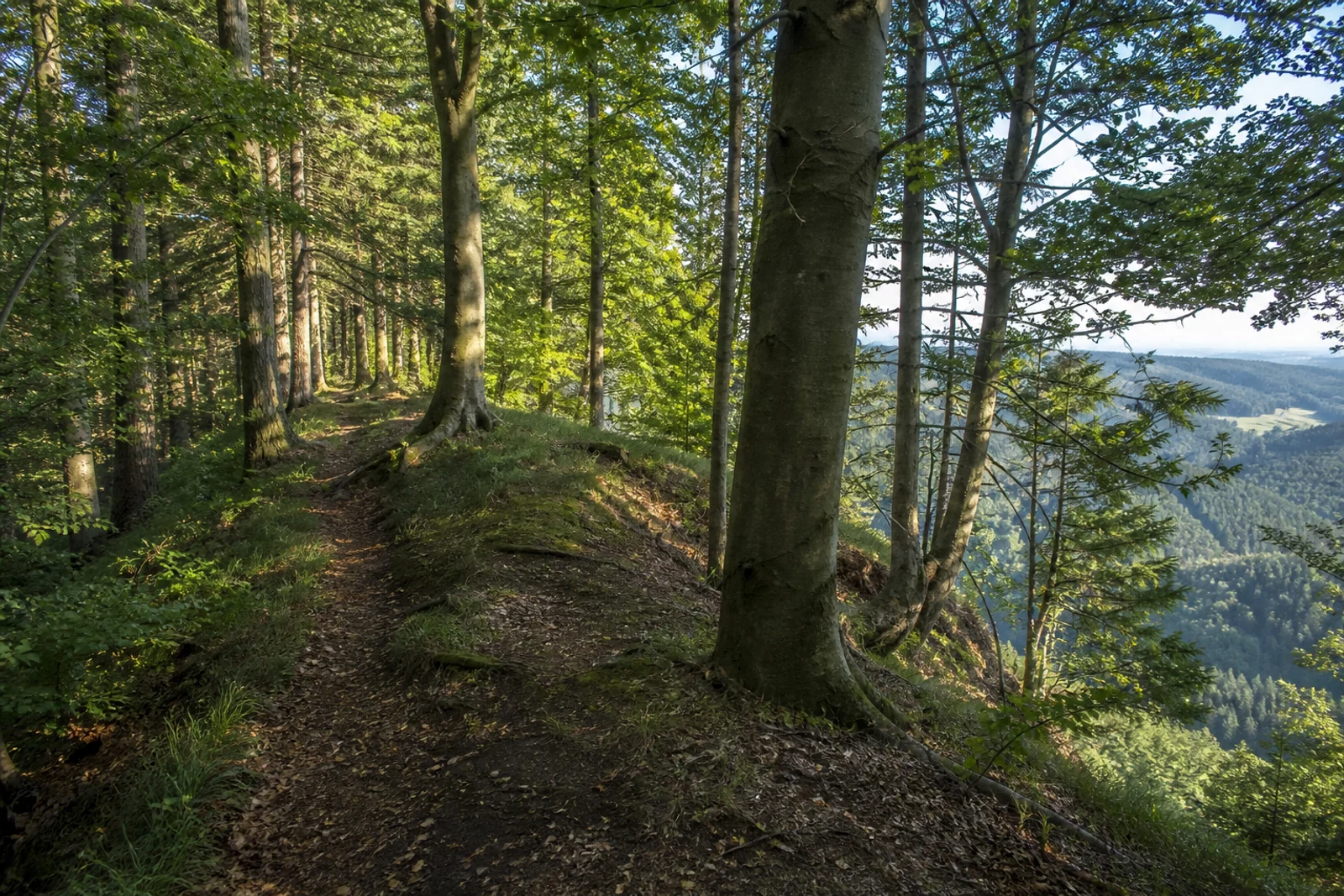 Buchenwald und Kammweg am Rehberg