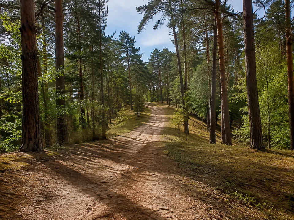Wälder der Altmärkischen Schweiz: Sandiger Waldweg durch Kiefern und Laubbäume auf sanft gewelltem Hügelrücken