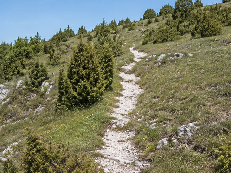 Wacholderpassage: schmaler Kalkpfad durch sonnige Heide