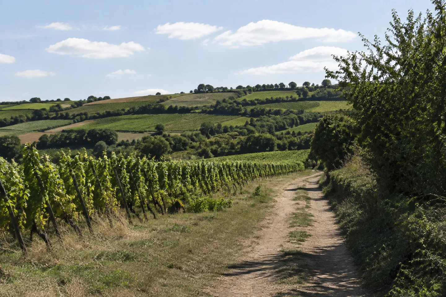 Dorfnahe Weinberge bei Dautenheim mit Hecken und niedrigen Hügeln.
