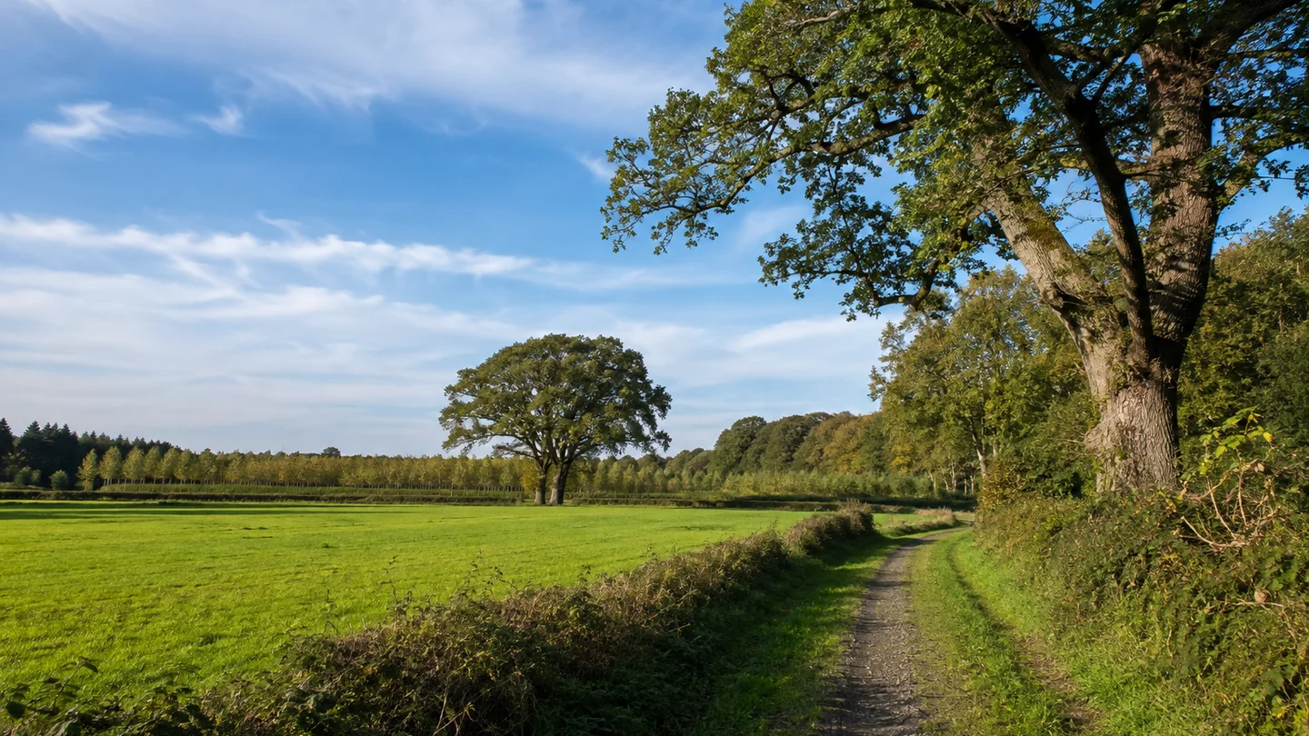 Ammerland: Bad Zwischenahn am See: Flache grüne Wiesen mit alten Eichen, Wallhecken und sanft geschwungenem ländlichen Spazierweg, typische Baumschulreihen im Hintergrund