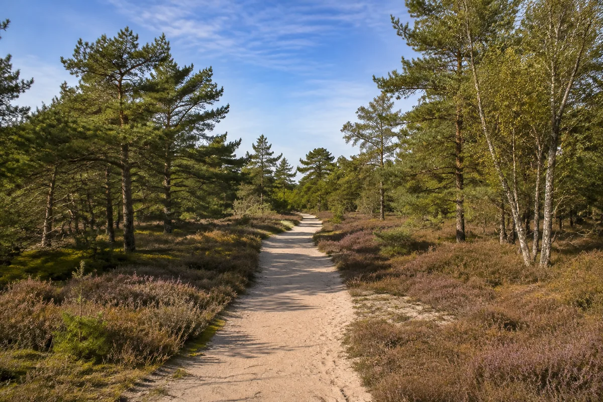 Amrumer Inselwald: Sandiger ebener Weg durch windgeprägten Kiefernwald mit Heide und Birken