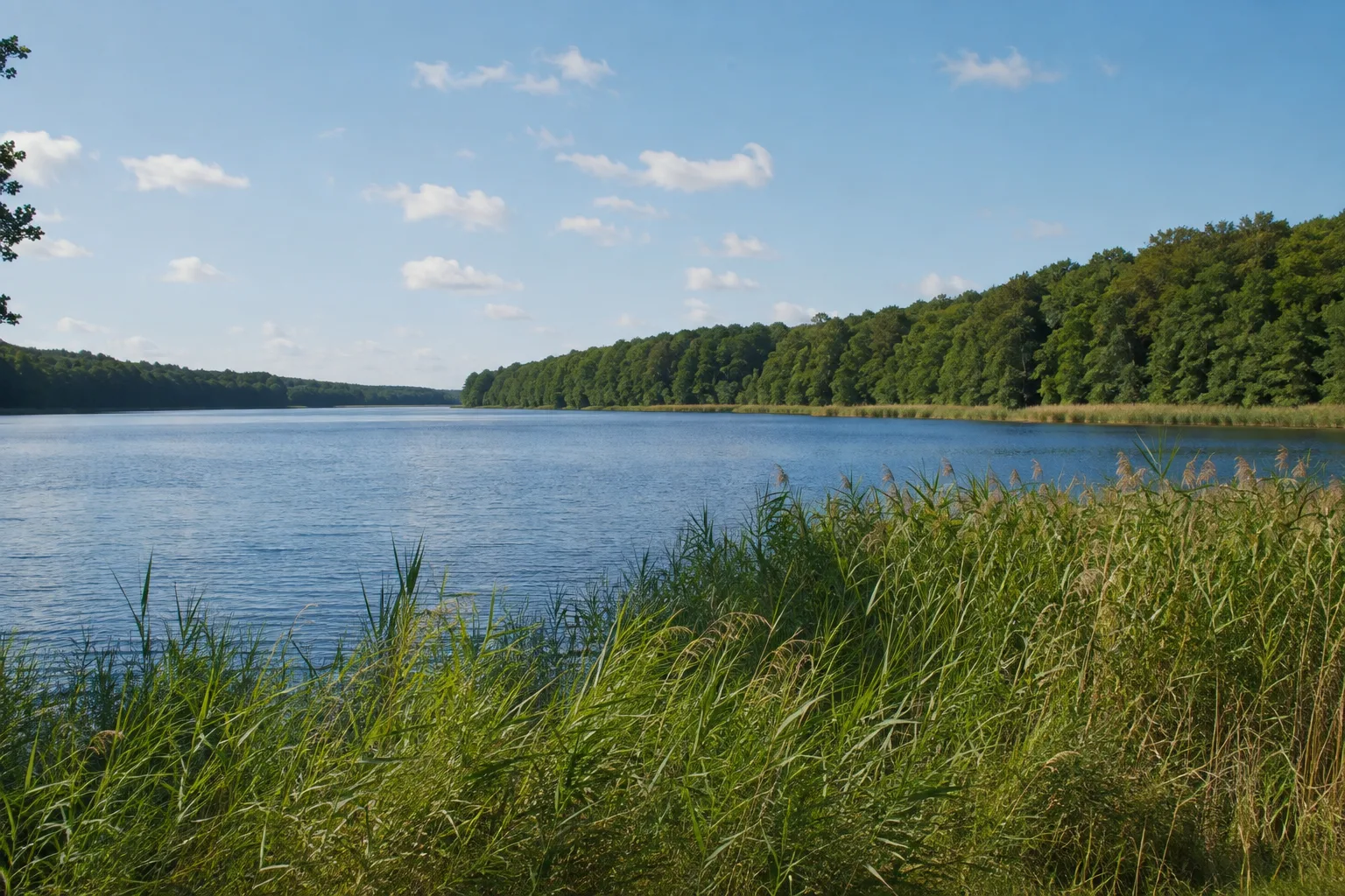 Angermünde: Wolletzsee: waldgesäumter langgestreckter See mit natürlichem Schilfrand