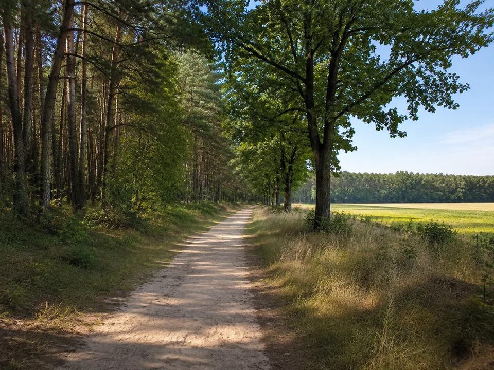 Wälder bei Kläden: Ebener sandiger Weg zwischen Kiefern und Eichen am Rand offener Felder