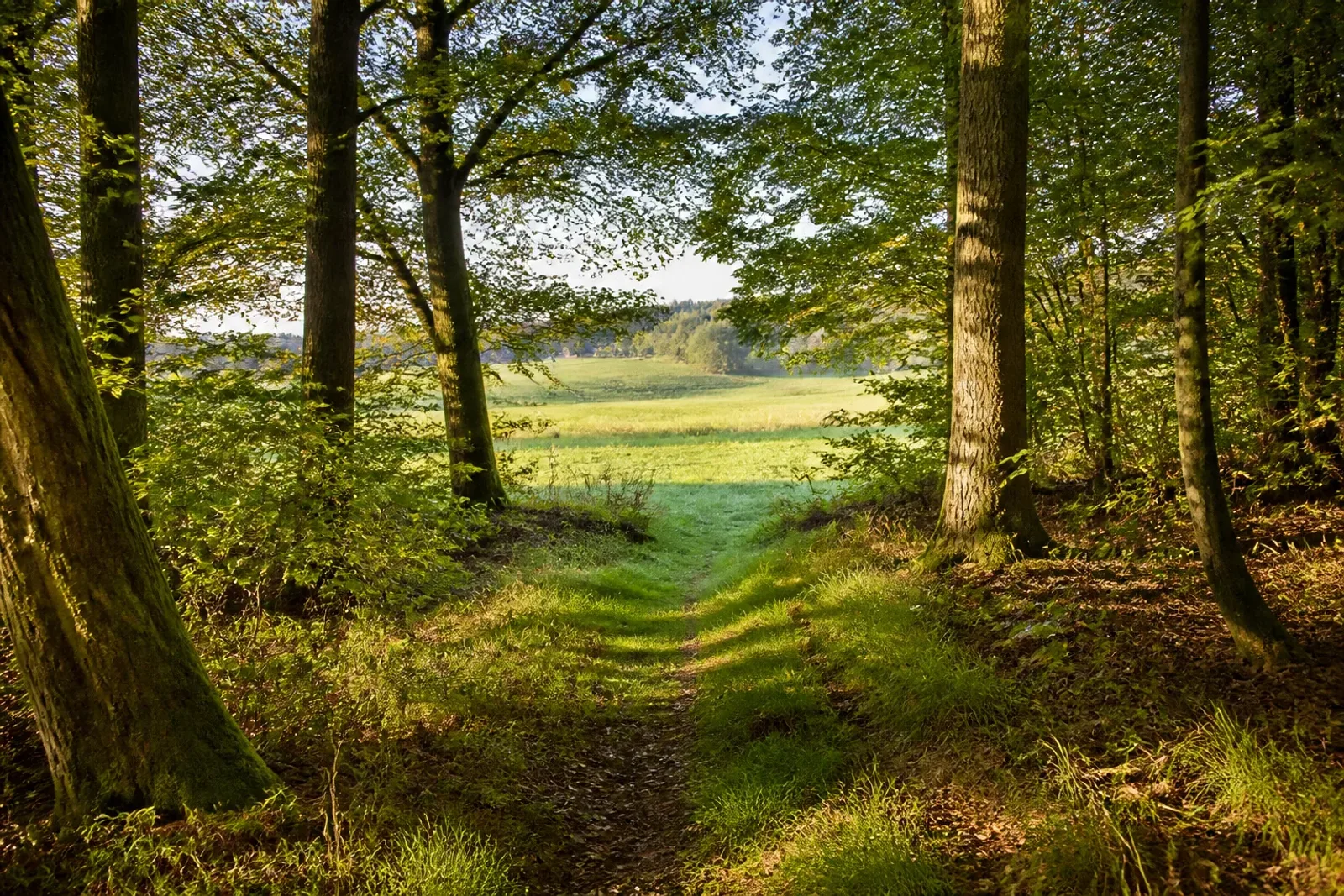 Waldweg am offenen Wiesenrand des Lüerwalds bei Arnsberg-Vosswinkel