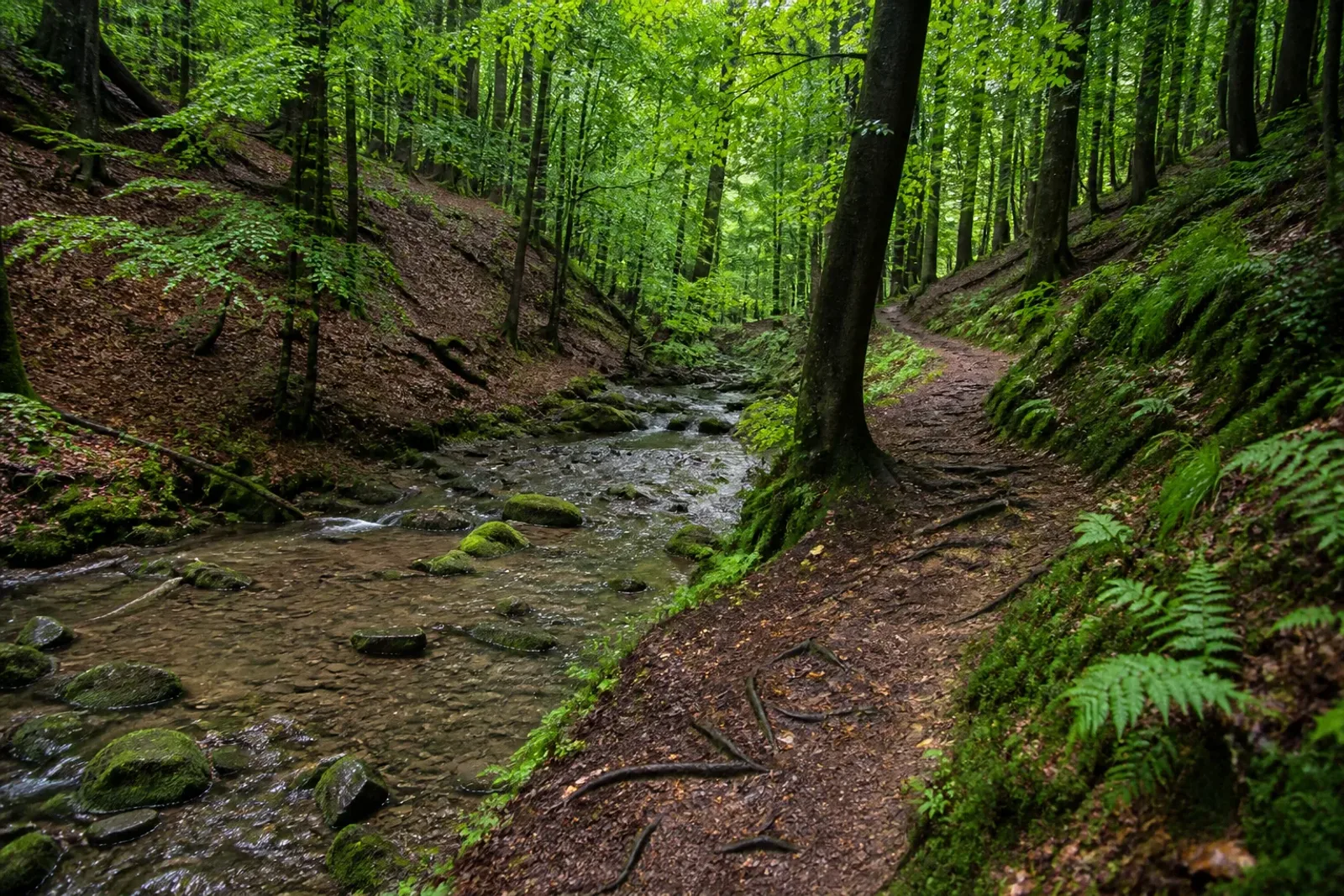 Wurzelpfad an einem Waldbach bei Rumbeck in Arnsberg