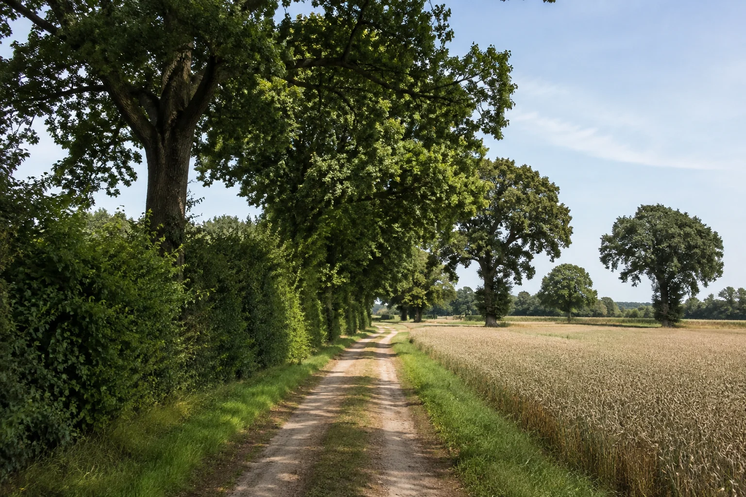 Feldweg bei Menslage zwischen grünen Hecken, Acker und hohen Eichen