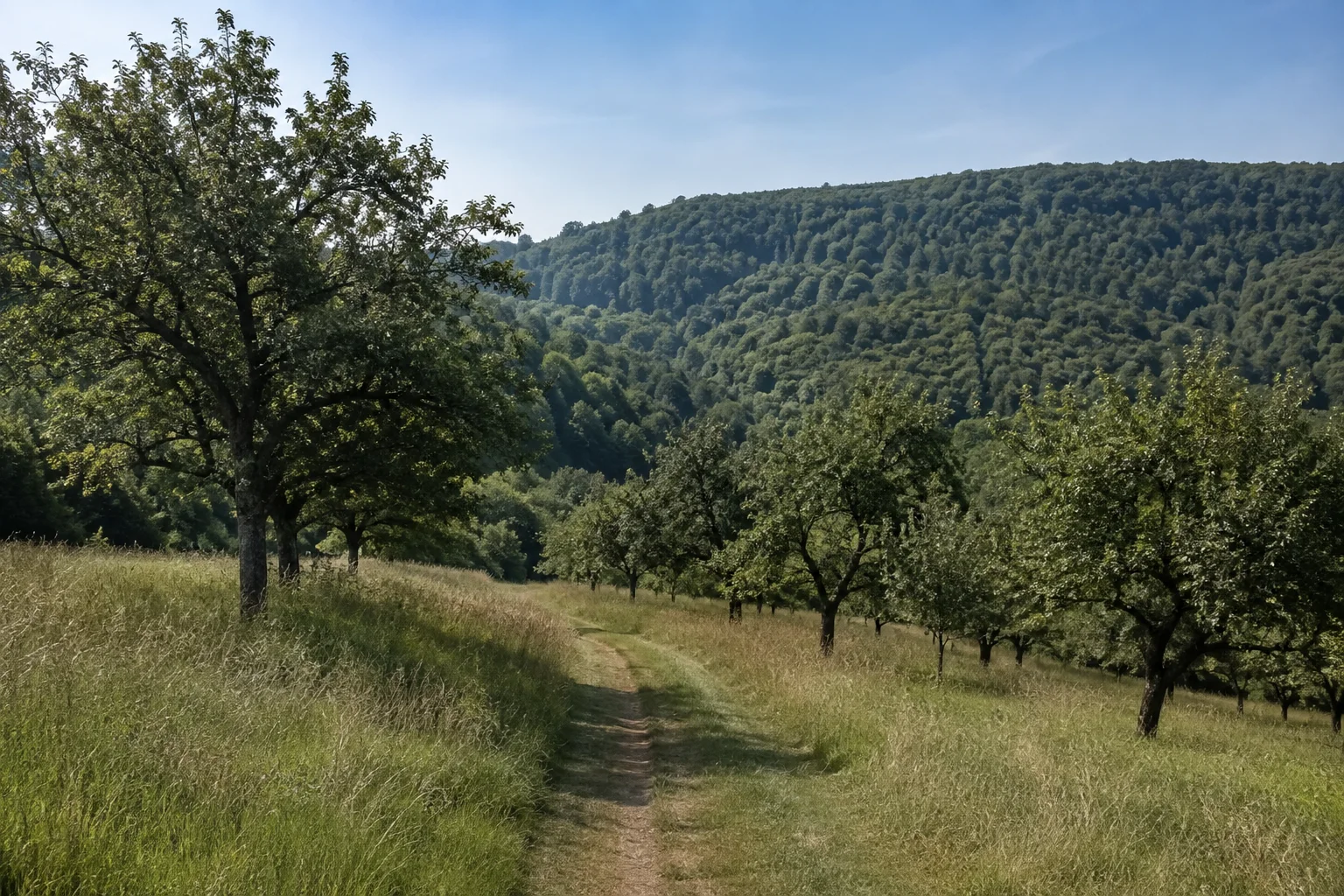 Gailbacher Streuobsthänge: Wiesenweg zwischen alten Obstbäumen vor niedrigen dicht bewaldeten Spessarthügeln.