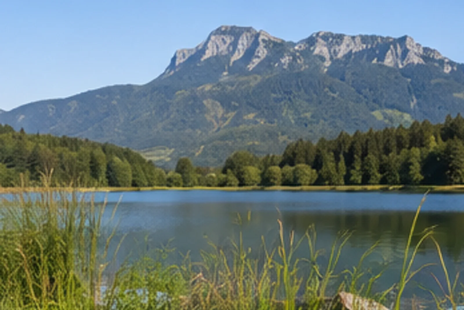 Bärnsee: Moorsee mit Schilf und bewaldeten Vorbergen