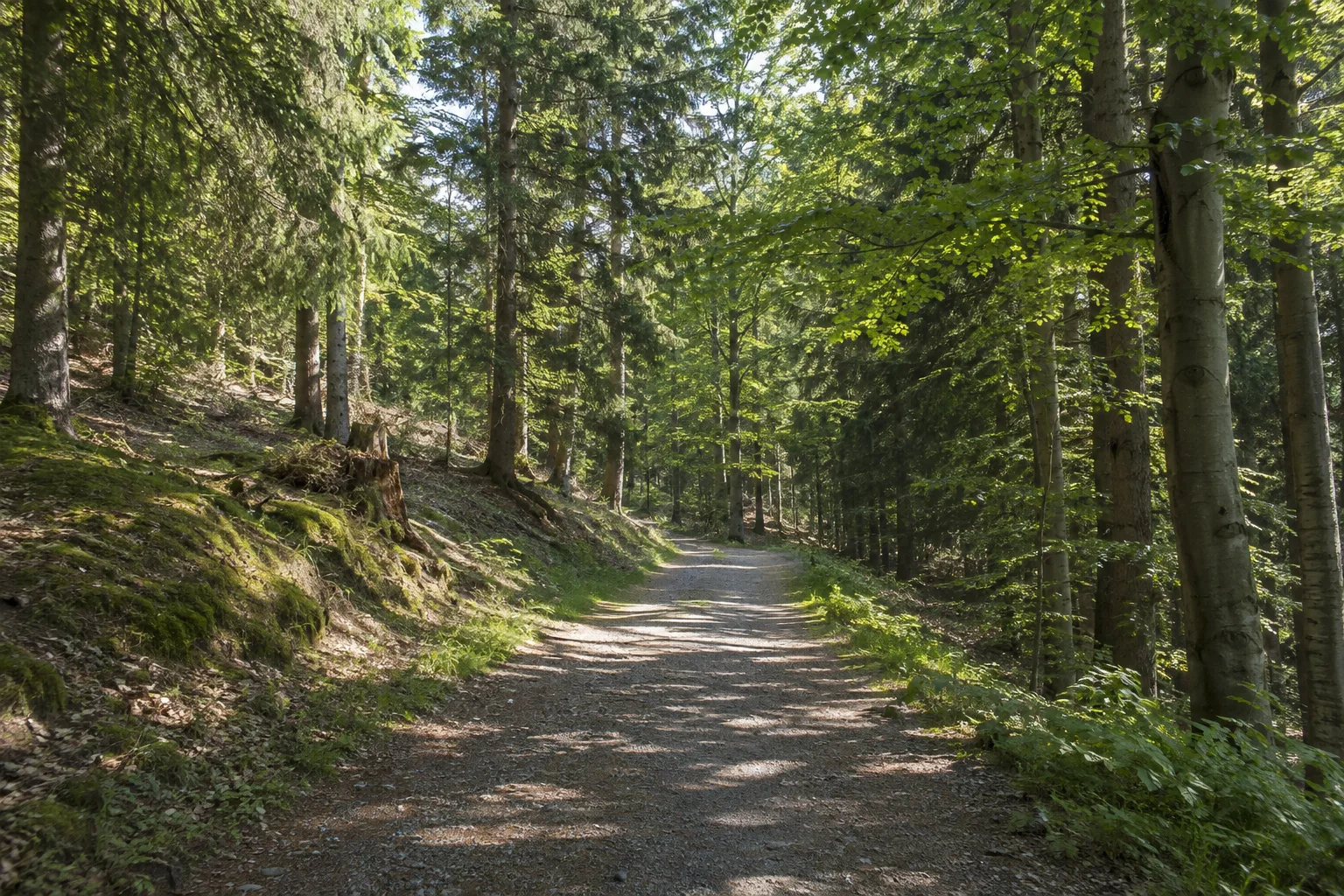 Schnarrtanner Wald: heller breiter Forstweg zwischen Fichten, Buchen und weichem Waldboden