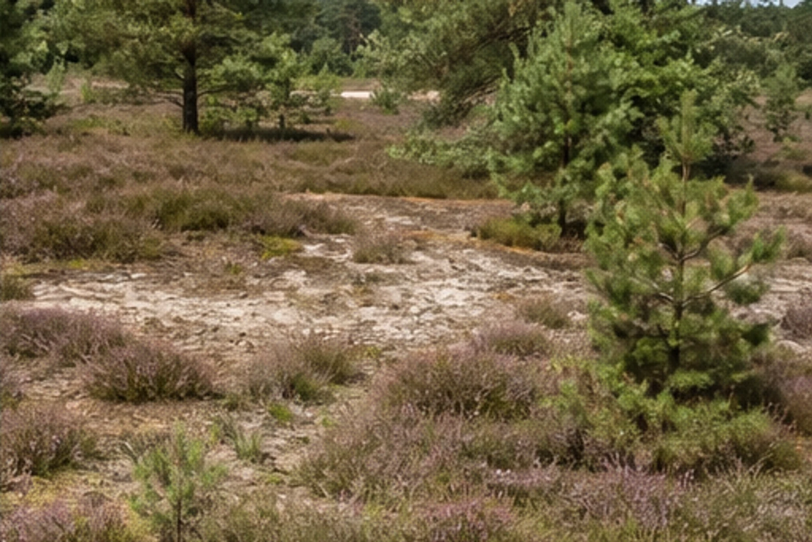 Offene Heidelandschaft am Sennerand von Augustdorf