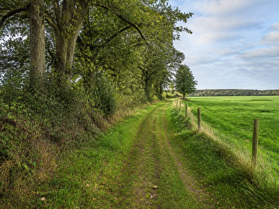 Aurich: Schmaler Feldweg zwischen alten baumbestandenen Wallhecken und grünen Weiden im flachen ostfriesischen Binnenland