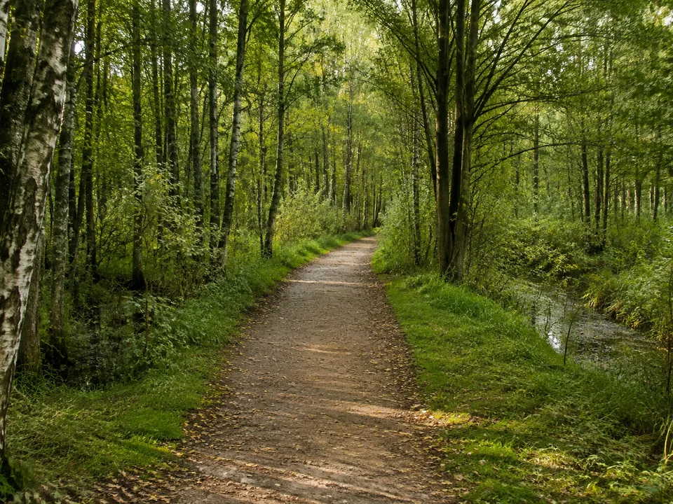 Aurich: Feuchter ebener Wald mit Birken und Erlen, bestehender fester Wanderweg