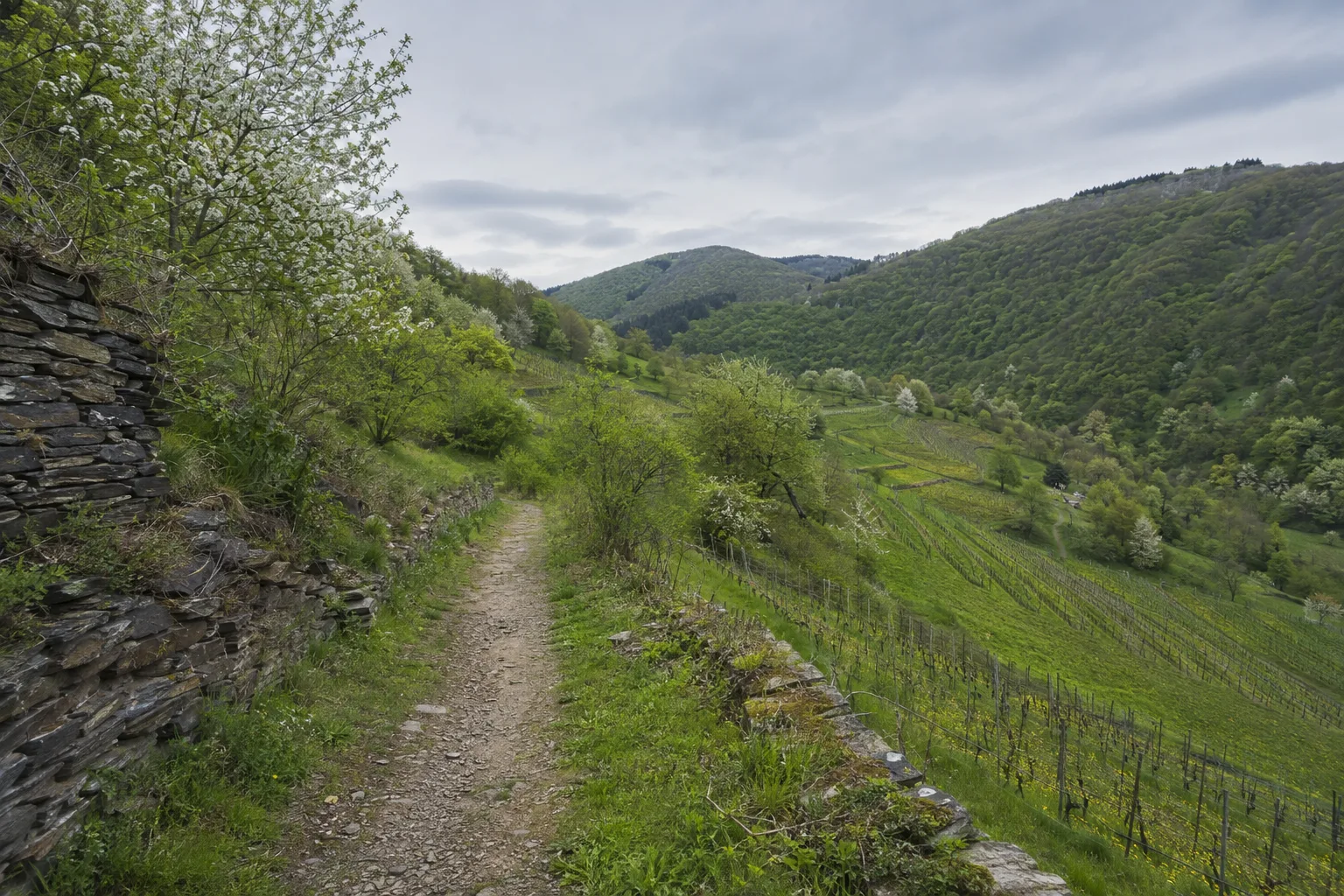 Bacharacher Rheintal: Burg und Rebhänge über dem Fluss