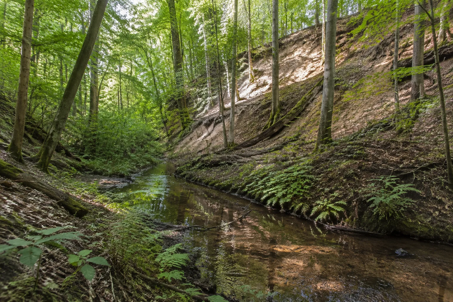 Dippmannsdorfer Quellenwald: kleiner Quellbach unter dichtem Laubwald am Fuß eines sandigen Hangs