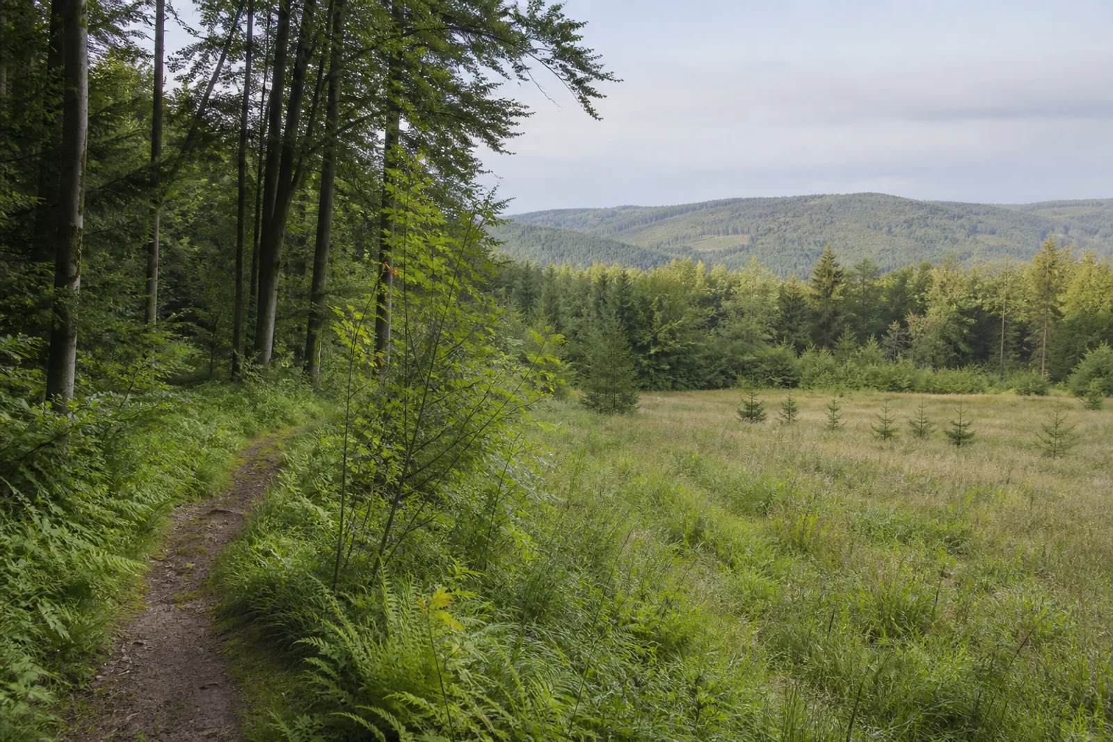 Waldweg an einer offenen Wiese bei Wingeshausen
