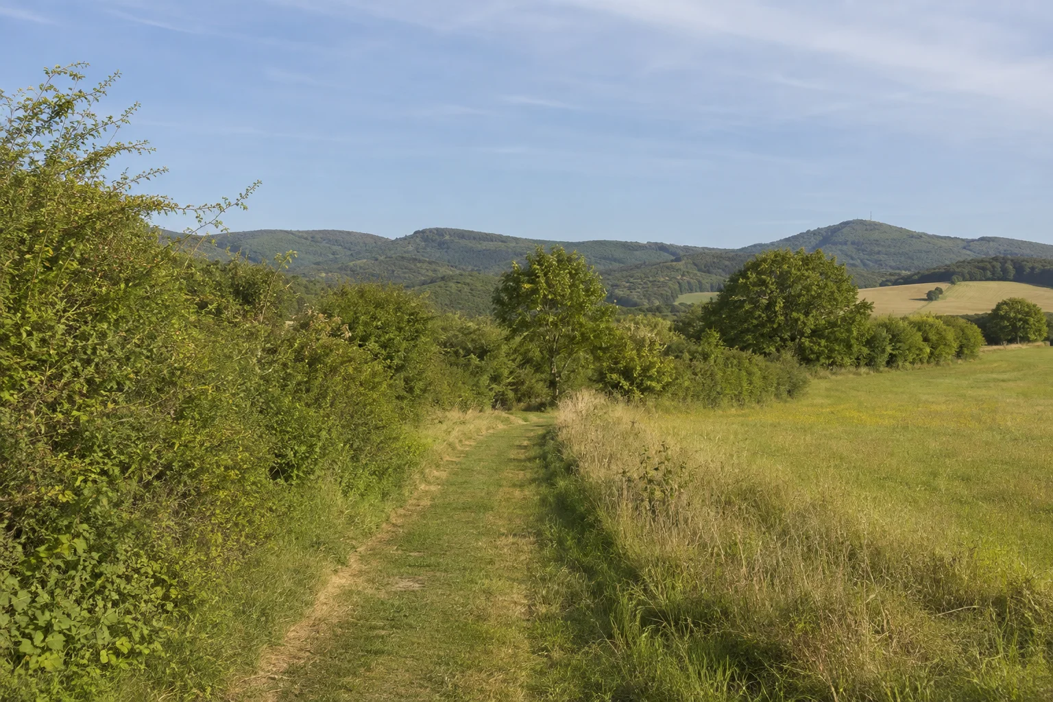 Wernarzer Landschaft: Wiesenweg an Hecken und einzelnen Laubbäumen, niedrige bewaldete Kuppen im Hintergrund.