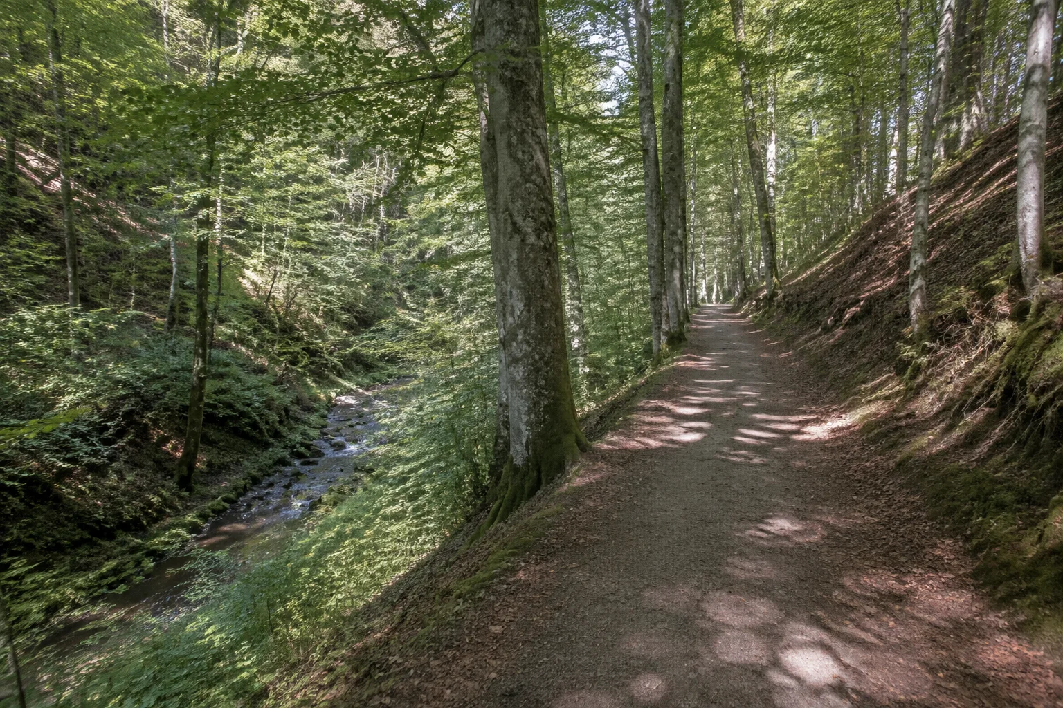 Wald am Staatsbad Brückenau: breiter schattiger Weg unter alten Buchen am sanften Talhang.