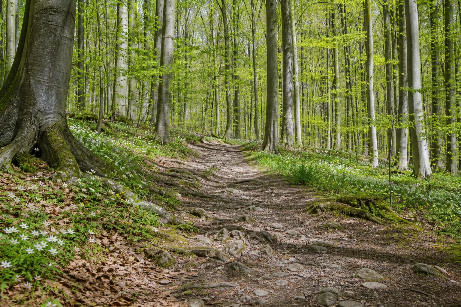 Wanderpfad durch alten Buchenwald bei Bad Driburg