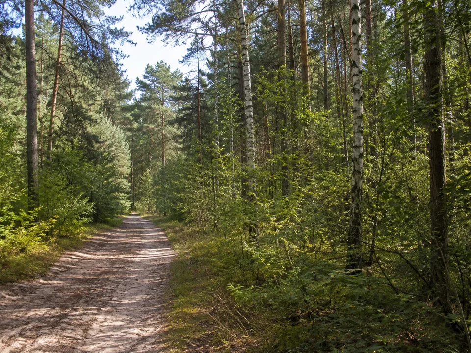 Hammermühler Waldsaum: Sandiger öffentlicher Waldweg mit Kiefern, Birken und dichtem grünen Unterwuchs