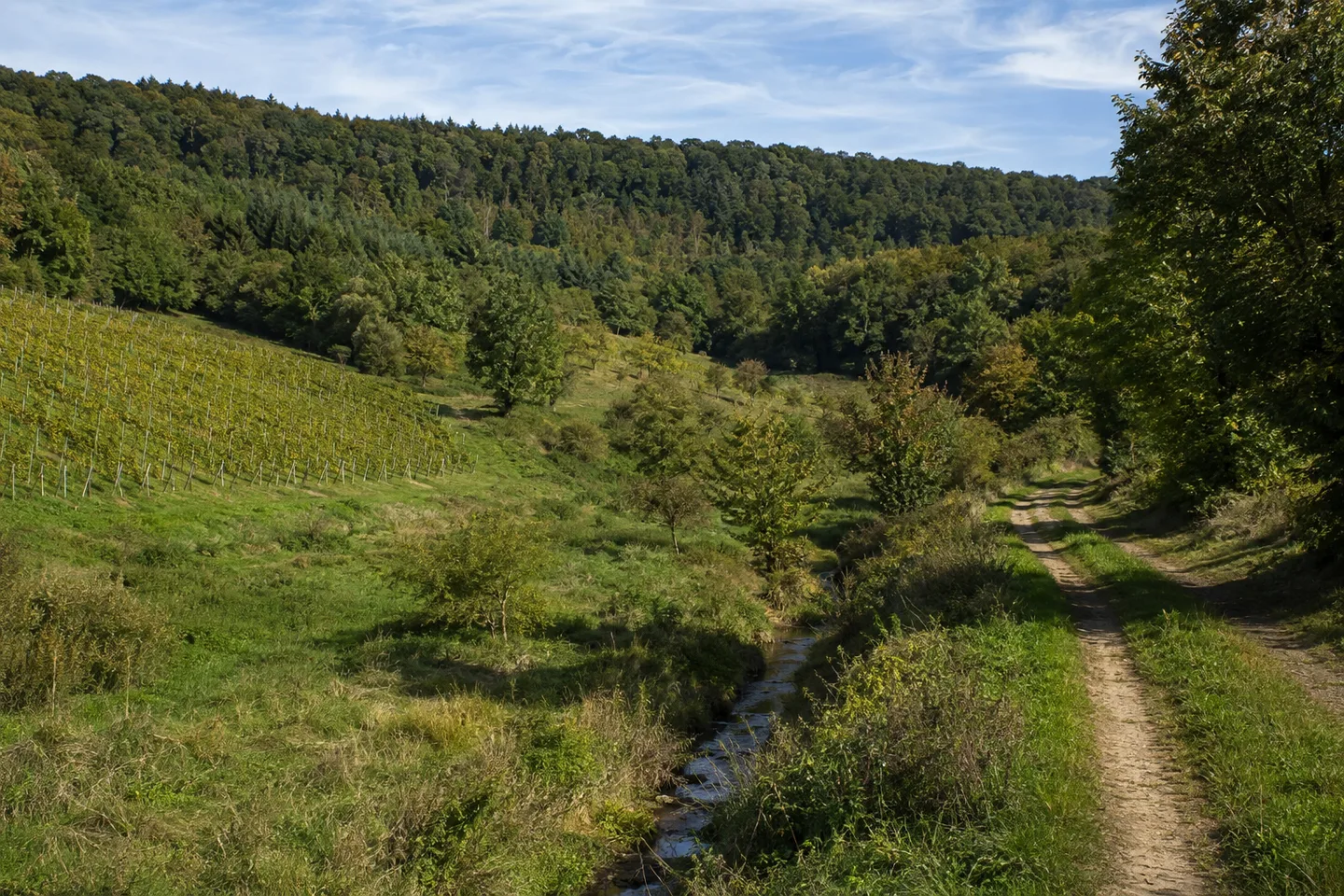 Rebhänge am Haardtrand bei Leistadt, dichter Wald auf den höheren Hügeln.
