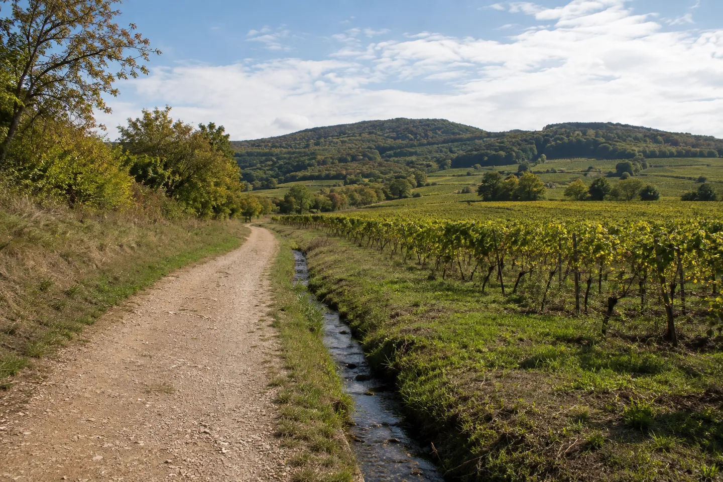 Weinlandschaft bei Ungstein mit niedrigen Rebzeilen und sanftem Haardtrand im Hintergrund.