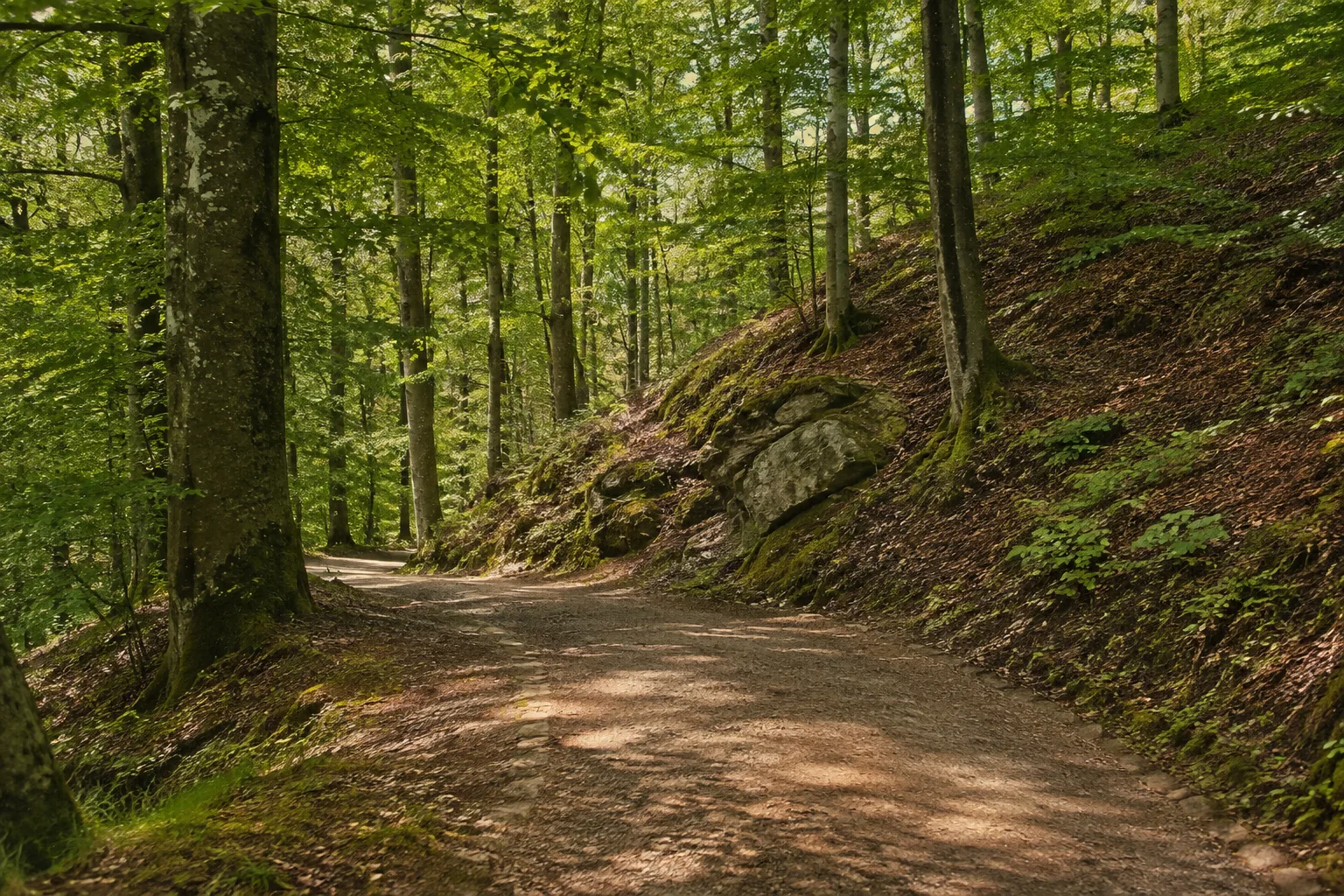 Waldpark: geschwungener Waldweg zwischen alten Laubbäumen