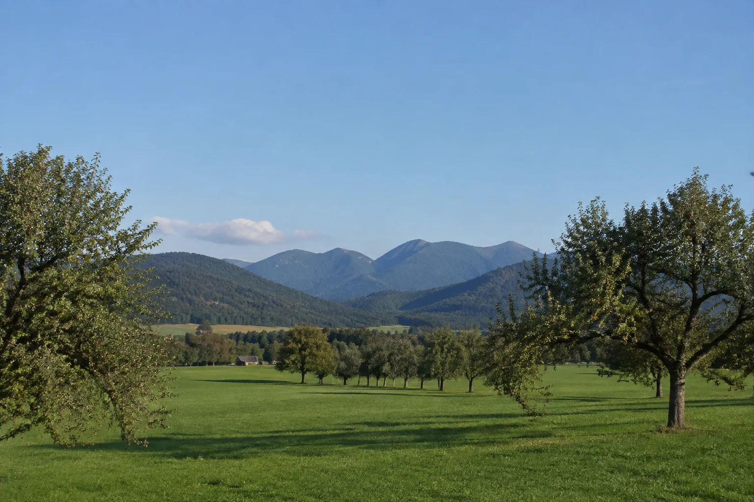 Au bei Bad Aibling: flache Wiesen, Obstbäume und entfernte bewaldete Voralpen