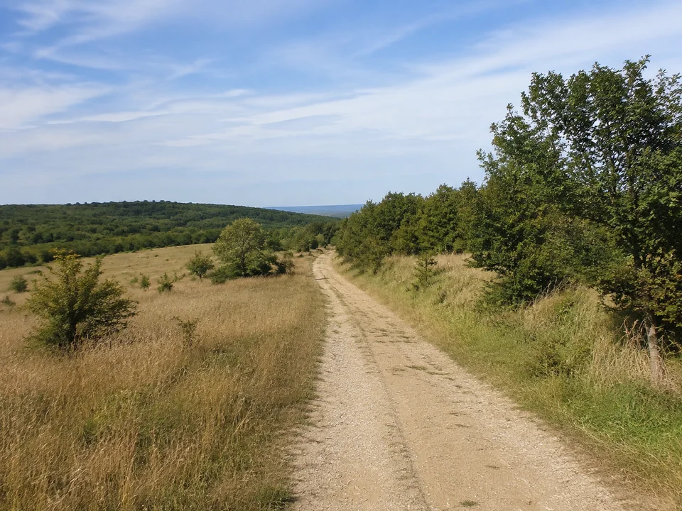 Uderslebener Landschaft: Sandig heller Feldweg zwischen mageren Wiesen, Sträuchern und niedrigem Laubwald