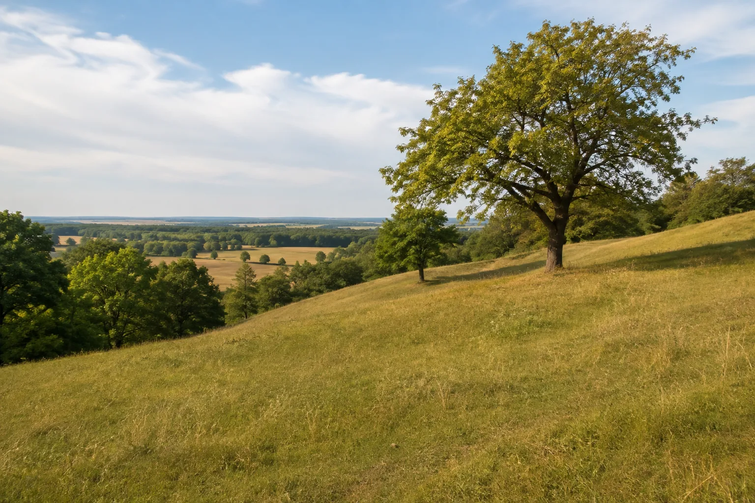 Hutelandschaft bei Sonnenburg: offene grasige Hänge mit einzelnen alten Bäumen und Waldsäumen